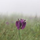 나리와꽃창포 이미지