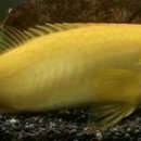 황쏘가리 이미지