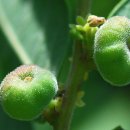 만두나무 이미지