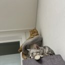 핑 당구장 이미지