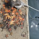 일등가 대게만찬 사거리(2) | [부산 기장 카페] 대게만찬 후, 뷰 깡패 '옥탑방 카페' 테이크아웃 산책 (feat. 아난티 앳 코브 근처)