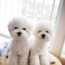 비숑테네리페