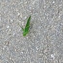 미 대통령 중 한명도 제대로 가지 않은 사람없어..친미정중의 기조 유지해야.. 이미지