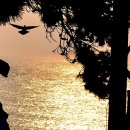 A song of  이미지