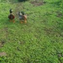 청둥오리 이미지