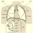폐의 구조와 기능 이미지