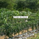 금대펜션 이미지