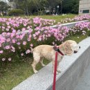 해운대도그워커 이미지