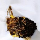 토종건강원 이미지