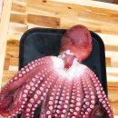 남해싱싱대게 이미지