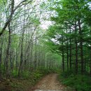 솔향기마을 이미지