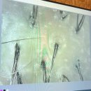 힐링&면역력케어센터 | 천안) 신불당 CSLMGF 두피탈모센터 힐링 스파 + 모발 케어 후기