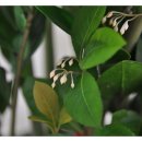 올리브한의원 이미지