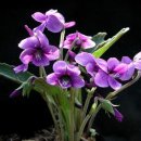 행복한가 이미지