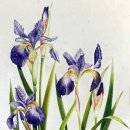 꽃그림 색연필화(보타니컬 아트) 이미지