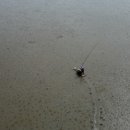 기찬흑염소 이미지