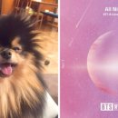JUST DOG 이미지