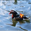 원앙농장 이미지