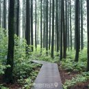 "공기부터 차원이 다릅니다" 유네스코 생물권 보전지역으로 지정된 15km 삼나무 숲길 산책 명소