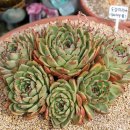 대빵하우스 이미지