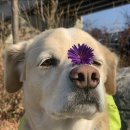 독구제과 이미지