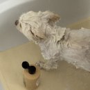 목욕하는 강아지 | 디고 저자극 강아지샴푸 솔직후기