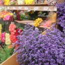 힐링 플라워 꽃꽂이 이미지