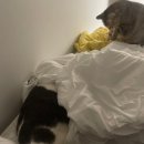 파스텔LC동물병원 | 강서구동물병원 추천 치아흡수성 병변, 고양이 발치 수술 후기ㅣ화곡동 파스텔동물병원