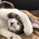 바라봄동물병원 이미지