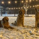 38.5DOG 네이버블로그