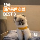 더펫텔 이미지