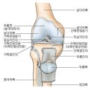 무릎에 대하여(1) 이미지