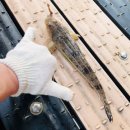 해양낚시펜션 이미지