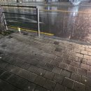 엔프피 | 밀림의 왕이 되었습니다 [2025 9월]