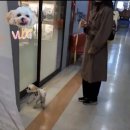 강아지유치원 caredogs 네이버블로그