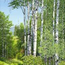 자작나무 이미지