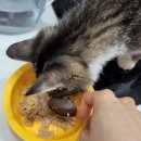 펫츠플레이트 | 펫츠플레이트 레토르트 간식, 고양이 간식 후기