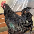 아성슈퍼 이미지