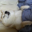 힐링 바이올린 이미지