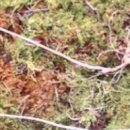 함양흑염소 이미지