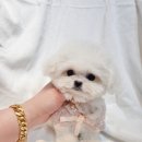 어벤져스켄넬 탑클래스펫 강아지분양 이미지