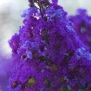 배롱나무(Crape Myrtles) 품종 중에서 미국과 유럽에서 각광받고 있으면서 이미지
