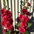 옥계1리노인회관 | 대한민국 한바퀴 걸었다.(122)