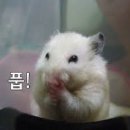 샤브랑 고기랑 이미지