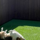 강놀애견유치원 | [공지] 푸딩이가 사랑하는 황학동 "강놀애견유치원"