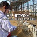 양지농장1 | 용인 헤븐온어스 동물농장 체험 동물먹이주기부터 고구마·표고버섯 수확까지 아이와 알찬 하루