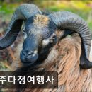 제주다정여행사