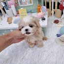 멍토피아 이미지