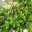 식물도감 이미지