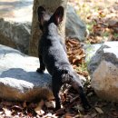 빵실하개 이미지